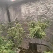 14-14 Platinum OG "GB Strains" FEM