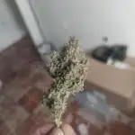 Auto Purple Sunset XXL "GB strain" again