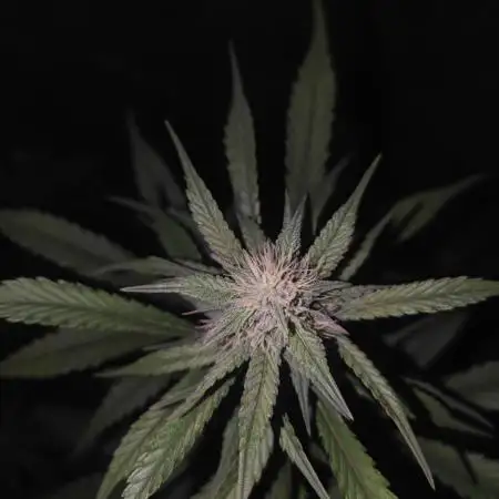 Papaya Zoap Auto "Sweet Seeds"