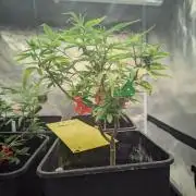 Pakistan Valley E. V. FEM "WoS