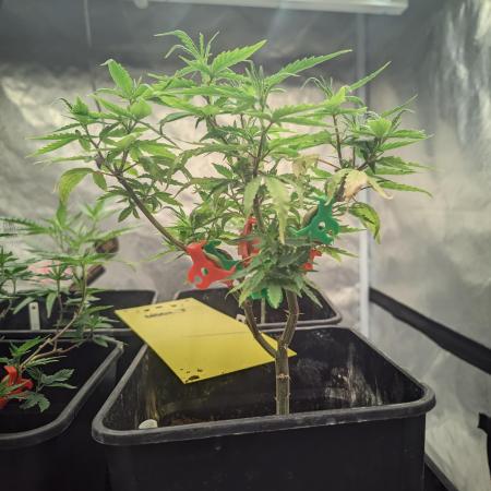 Pakistan Valley E. V. FEM "WoS