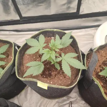 Papaya Zoap Auto "Sweet Seeds"