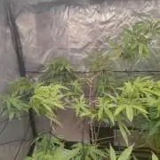 14-14 Platinum OG "GB Strains" FEM