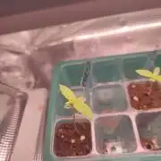 Oreoz FEM "GB SEEDS"