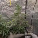Auto Mimosa Cocktail XXL "GB Strains"