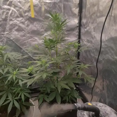 Auto Mimosa Cocktail XXL "GB Strains"
