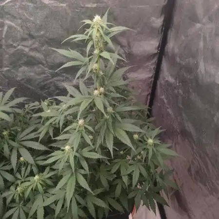 Auto Mimosa Cocktail XXL "GB Strains"