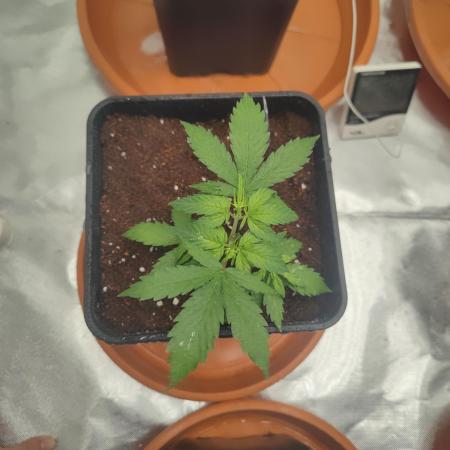 Pakistan Valley Early Version FEM "WoS"