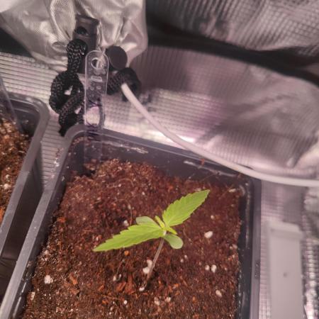 Pakistan Valley Early Version FEM "WoS"