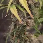 Auto Mimosa Cocktail XXL "GB Strains"