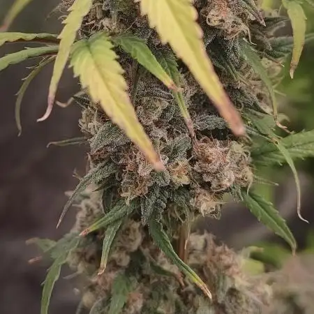 Auto Mimosa Cocktail XXL "GB Strains"