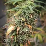 14/14 Kritical GB FEM "GB STRAINS"