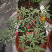 (Clon) Kritical GB FEM "GB SEEDS"