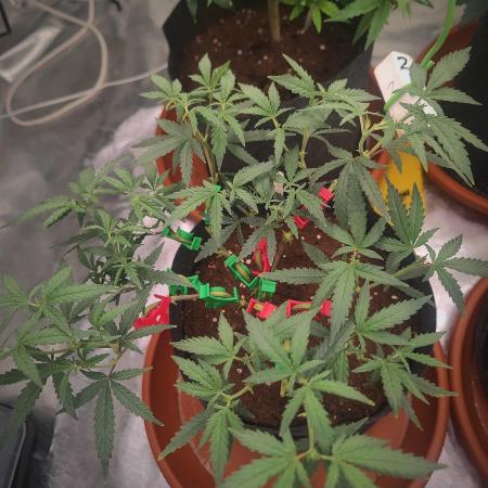 (Clon) Kritical GB FEM "GB SEEDS"