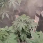 Tropimango "Philosopher Seeds" FEM