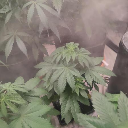 Tropimango "Philosopher Seeds" FEM