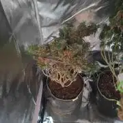 14/14 Kritical GB FEM "GB STRAINS"