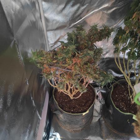14/14 Kritical GB FEM "GB STRAINS"