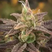 14-14 Amnesia Fast CBD "GB Strains" FEM