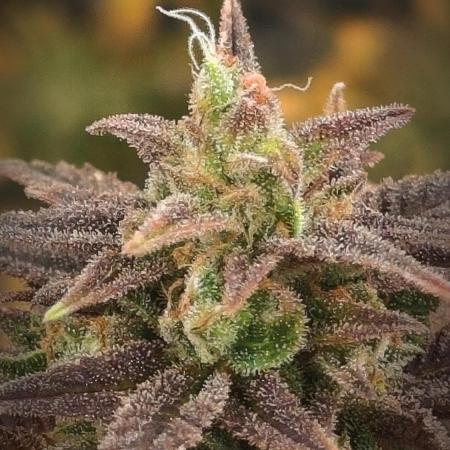 14-14 Amnesia Fast CBD "GB Strains" FEM