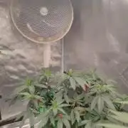 CRITICAL FEM "GB STRAINS