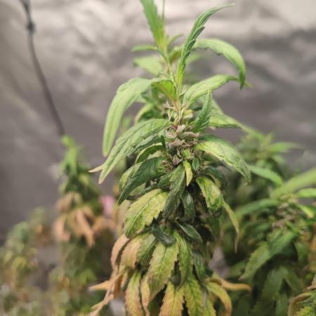 14/14 CRITICAL FEM "GB STRAINS"