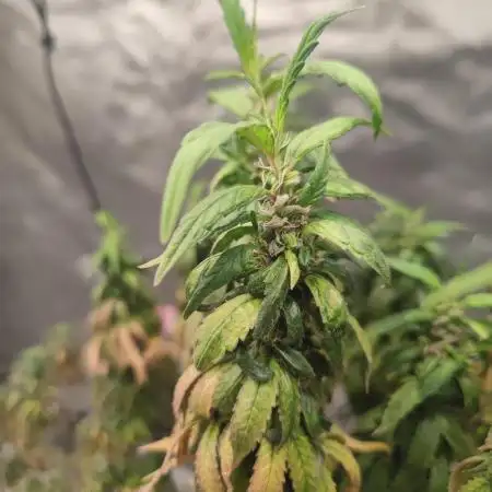 14/14 CRITICAL FEM "GB STRAINS"