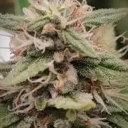 14/14 Oreoz FEM "GB SEEDS"