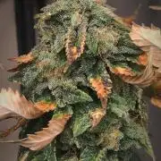 14-14 Tropimango "Philosopher Seeds" FEM