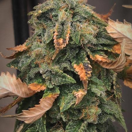 14-14 Tropimango "Philosopher Seeds" FEM