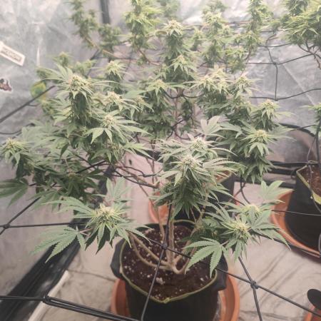 14-14 Blue Zushi L.E. "Grower Choice"