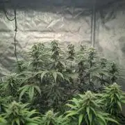 14/14 CRITICAL FEM "GB STRAINS"