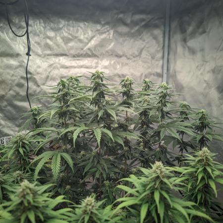 14/14 CRITICAL FEM "GB STRAINS"
