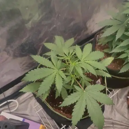 Auto Purple Sunset XXL "GB strain" again