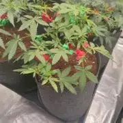 Blue Zushi L.E. "Grower Choice"