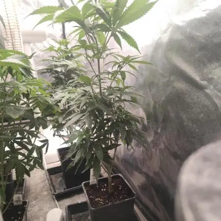 Amnesia Fast CBD "GB Strains" FEM