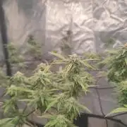 14-14 Platinum OG "GB Strains" FEM