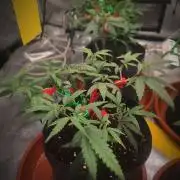 (Clon) Kritical GB FEM "GB SEEDS"