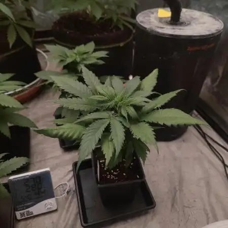 Amnesia Fast CBD "GB Strains" FEM
