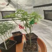 Pakistan Valley E. V. FEM "WoS