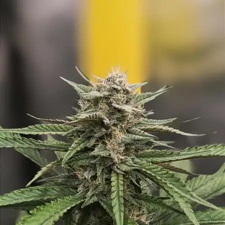 Papaya Zoap Auto "Sweet Seeds"