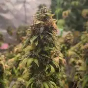 14/14 Oreoz FEM "GB SEEDS"