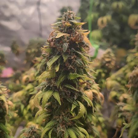 14/14 Oreoz FEM "GB SEEDS"