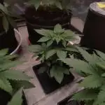 Tropimango "Philosopher Seeds" FEM