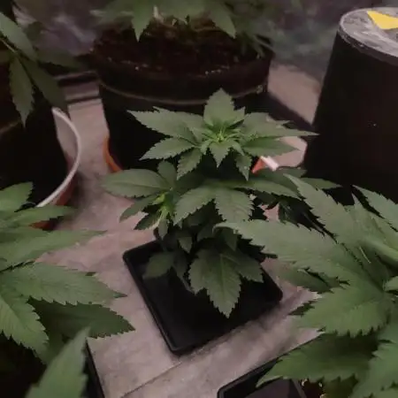 Tropimango "Philosopher Seeds" FEM