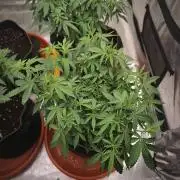 Blue Zushi L.E. "Grower Choice"