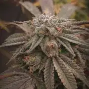 14-14 Blue Zushi L.E. "Grower Choice"