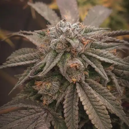 14-14 Blue Zushi L.E. "Grower Choice"