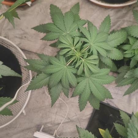 Blue Zushi L.E. "Grower Choice" FEM