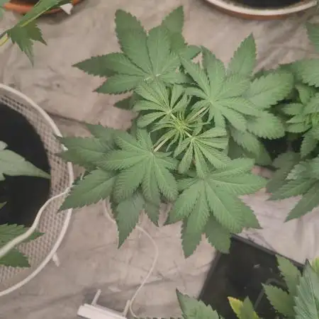 Blue Zushi L.E. "Grower Choice" FEM